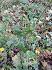 Sonchus oleraceus