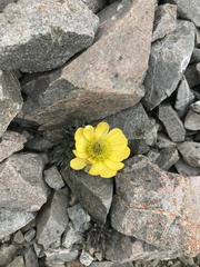 Ranunculus haastii