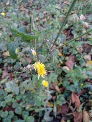 Sonchus oleraceus