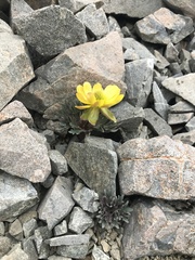 Ranunculus haastii