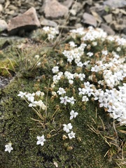 Veronica pulvinaris