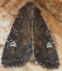 Apamea cogitata