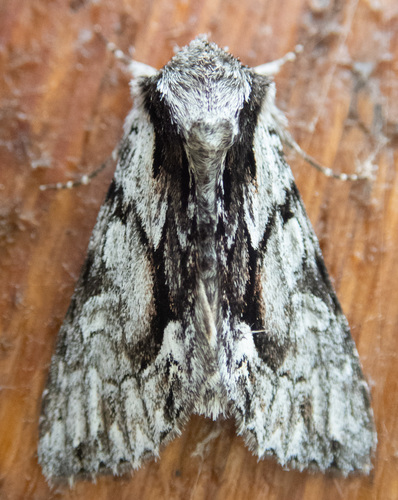 Summer Hyppa Moth