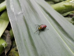 Alpaida variabilis