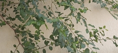 Ziziphus jujuba