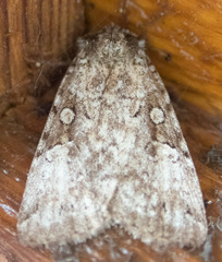 Anaplectoides pressus