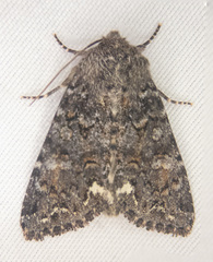 Melanchra pulverulenta