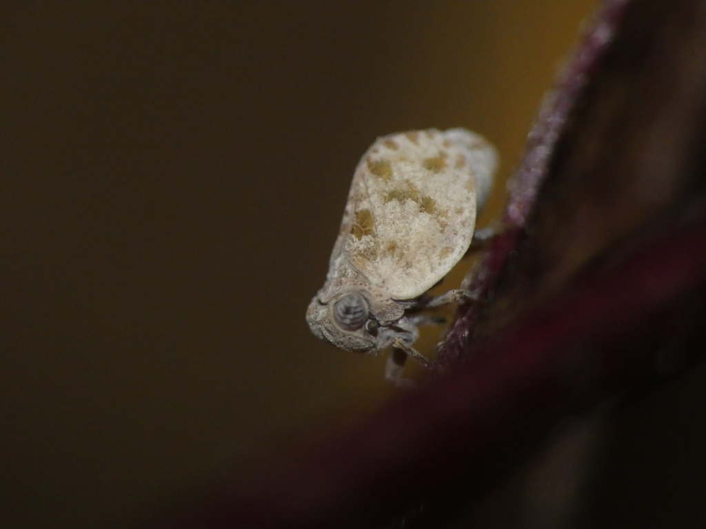 Hysteropterum dolichotum