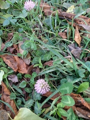 Trifolium pratense