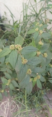 Euphorbia hirta