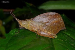 Systella rafflesii
