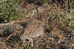 Eupodotis ruficrista