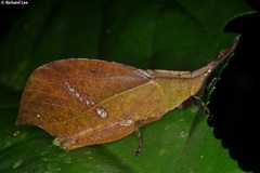 Systella rafflesii