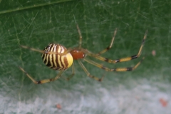 Theridion zonulatum