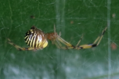 Theridion zonulatum