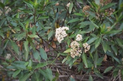 Critoniinae