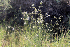 Mirabilis linearis linearis