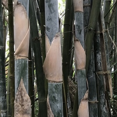 Bambusa dolichoclada