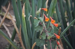 Tropaeolum tuberosum