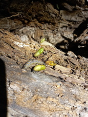 Aloeides thyra thyra