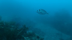 Nemadactylus macropterus