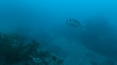 Nemadactylus macropterus