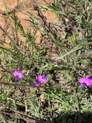 Polygala producta