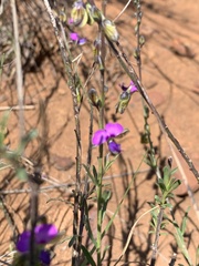 Polygala producta