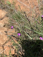 Polygala producta