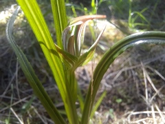 Pterostylis irsoniana