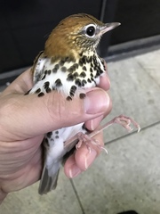 Hylocichla mustelina