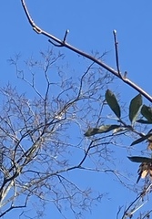 Turdus pilaris