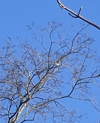 Turdus pilaris