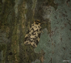 Goniosema anguliscripta