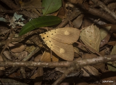 Asota iodamia