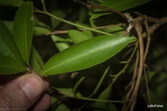 Cryptocarya microneura