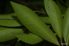 Cryptocarya microneura