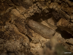 Lambula pleuroptycha