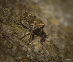 Eutyrhinus meditabundus