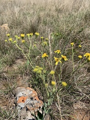 Senecio glaberrimus