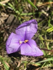 Patersonia occidentalis occidentalis
