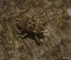 Eutyrhinus meditabundus