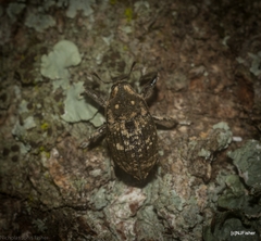 Eutyrhinus meditabundus