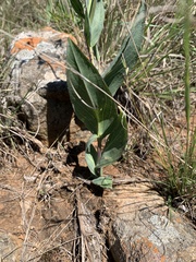 Senecio glaberrimus