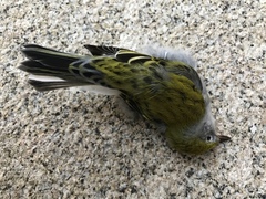 Setophaga pensylvanica