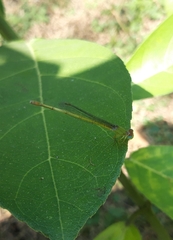 Ceriagrion coromandelianum
