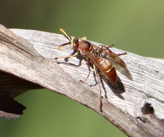 Polistes africanus