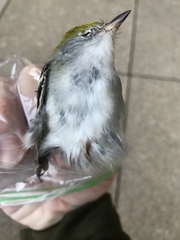 Setophaga pensylvanica