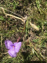 Patersonia occidentalis occidentalis