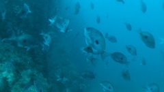 Caesioperca lepidoptera